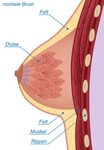 Brust Tubulär - DIE SCHÖNHEITSCHIRURGIN - Dr. Sabine Apfolte